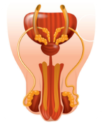 Men Reproductive Health